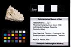 Foto (Objekt + Etiketten) von Pithonoton marginatum (von Meyer, 1842) 